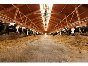 山東省正強養牛場取暖照明-畜牧取暖保溫燈案例
