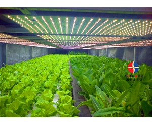 大棚蔬菜生長補光燈